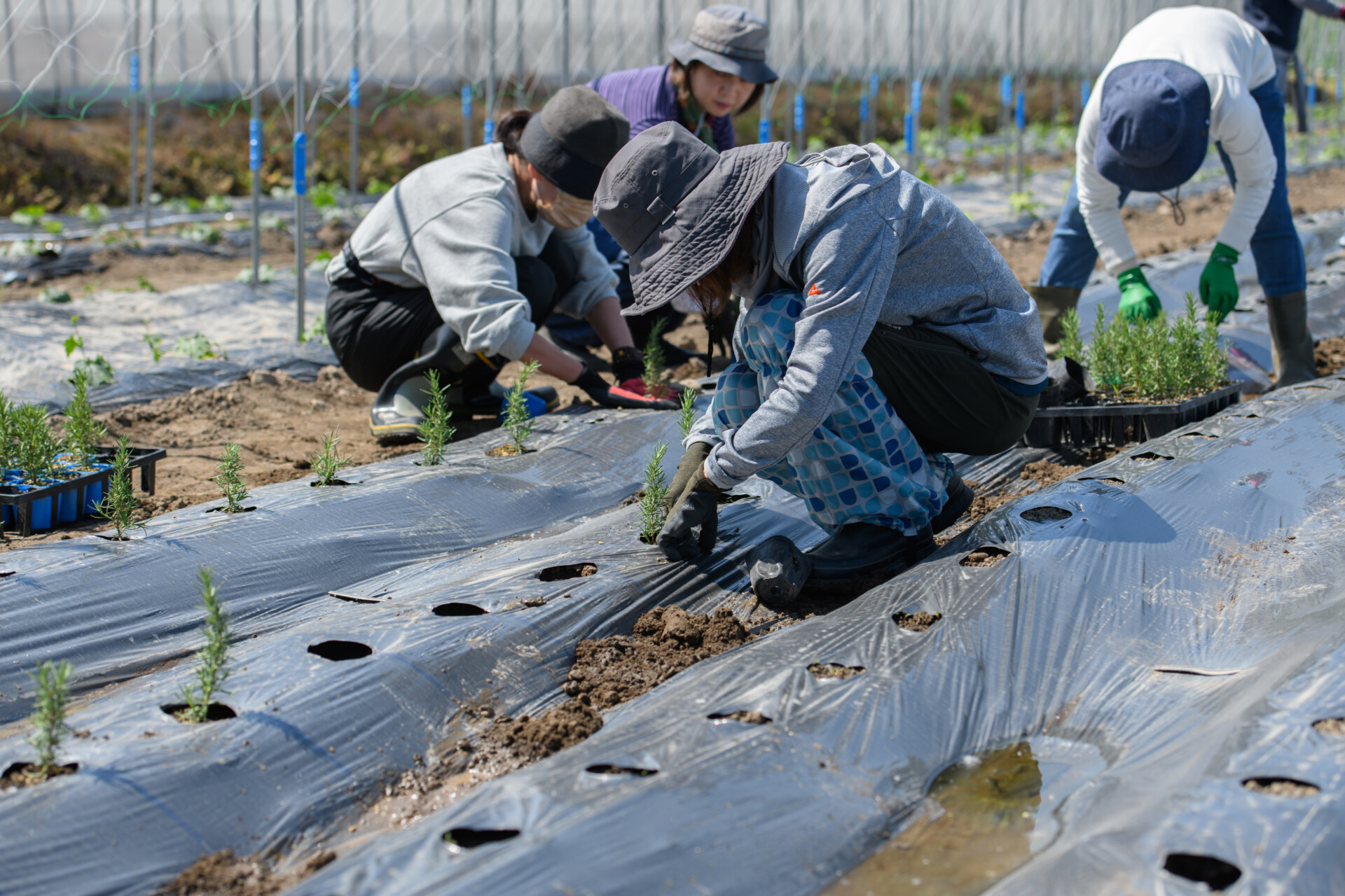 （終了）【イベント】国内最大・日本最北ローズマリー農園で Myローズマリーを育ててみよう！